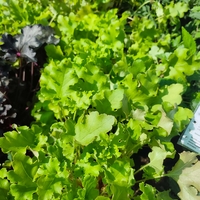 Heuchera