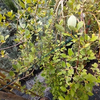 Salix caprea 'Kilmarnock' (Плачеща върба 'Килмарнок')