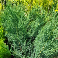 Cupressocyparis leylandii 'Blue Jeans'