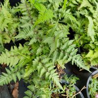 Dryopteris filix-mas (Мъжка папрат)