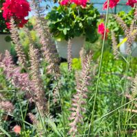 Pennisetum orientale 'Flamingo'