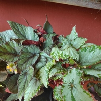 Begonia rex (Бегония рекс)