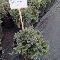 Juniperus squamata Blue Star