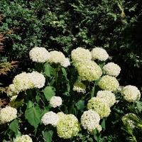 Hydrangea paniculata (Метличеста хортензия)