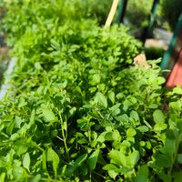 Origanum vulgare ( риган )