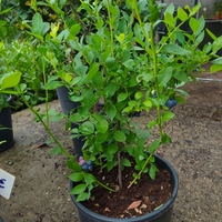 Vaccinium corymbosum ( Висока американска боровинка )