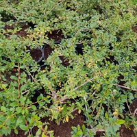 Cotoneaster dammeri