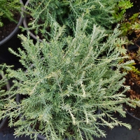 Thuja occidentalis 'Mr. Bowling Ball