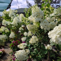Hydrangea paniculata 'Vanille Fraise'