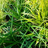 Carex ‘Irish Green’