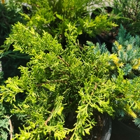 Juniperus media Old Gold