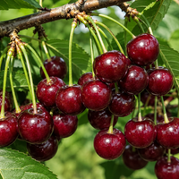 Prunus cerasus (Вишна)