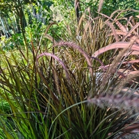 Pennisetum advena 'Little Rubin'