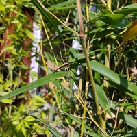Phyllostachys bissetii (Бамбук)