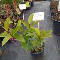 Ilex aquifolium Castaneifolia