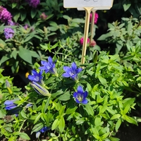 Gentiana 'Luis Big Blue' (Тинтява 'Luis Big Blue')