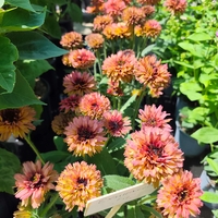 Echinacea purpurea (Пурпурна ехинацея)