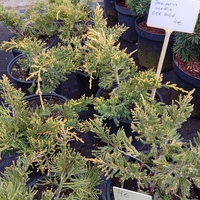 Juniperus media Old Gold