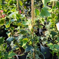 Hedera helix ‘Yellow Ripple’
