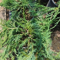Juniperus horizontalis 'Blue Chip'