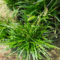 Carex sylvatica (Горска острица)