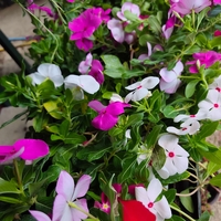 Catharanthus roseus (Едногодишна винка)
