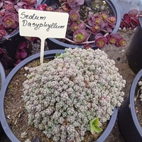 Sedum Dasyphyllum