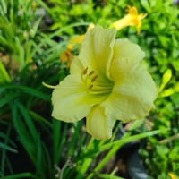 Hemerocallis Mini