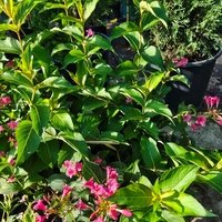 Weigela florida ‘Red Prince’