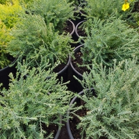 Thuja occidentalis 'Mr. Bowling Ball
