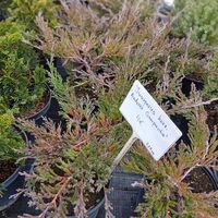 Juniperus horizontalis Andorra Compacta