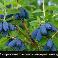 Lonicera caerulea (Майска / Камчатска боровинка)