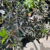 Sambucus nigra 'Black Tower' (Черен бъз 'Black Tower')