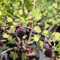 Ribes uva-crispa (Цариградско грозде)