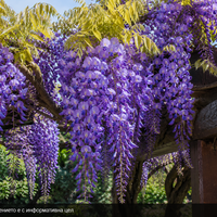 Wisteria brachybotrys 'Okayama' (Японска глициния 'Okayama')