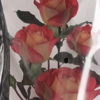 Храстовидна роза на гол корен