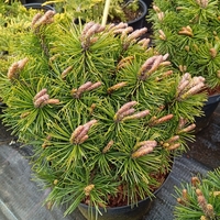 Pinus mugo Mops