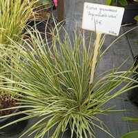 Acorus gramineus Argenteostriatus