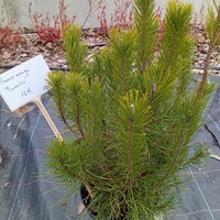 Pinus mugo Pumilio