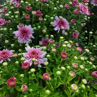 Chrysanthemum × morifolium (Градинска хризантема)