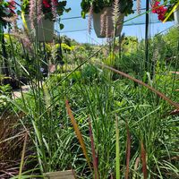 Pennisetum orientale 'Flamingo'