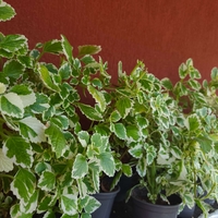 Coleus scutellarioides (Колеус)