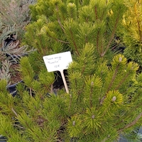 Pinus mugo Pumilio