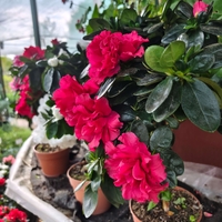 Rhododendron simsii – щамбова форма (Стайна азалия – мини дръвче)