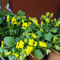 Viola × wittrockiana (Градинска теменужка)