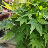 Acer palmatum 'Orange Dream'