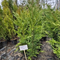 Cupressocyparis leylandii