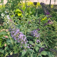 Buddleja davidii (Будлея, Пеперуден храст)