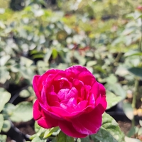 Rosa (Храстовидна роза) МИКС