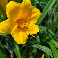 Hemerocallis Mini